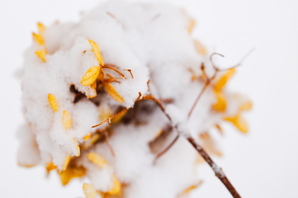 a close up of a plant with snow on it