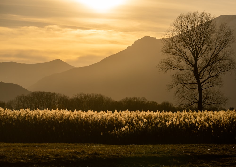 a field with a tree and mountains in the background