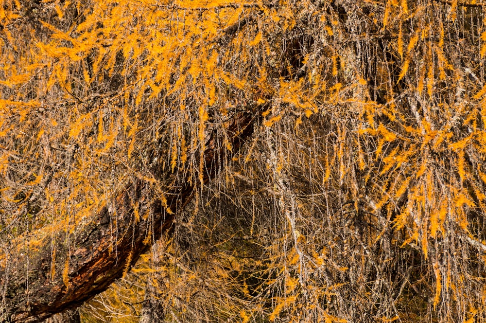 a large tree with yellow leaves on it