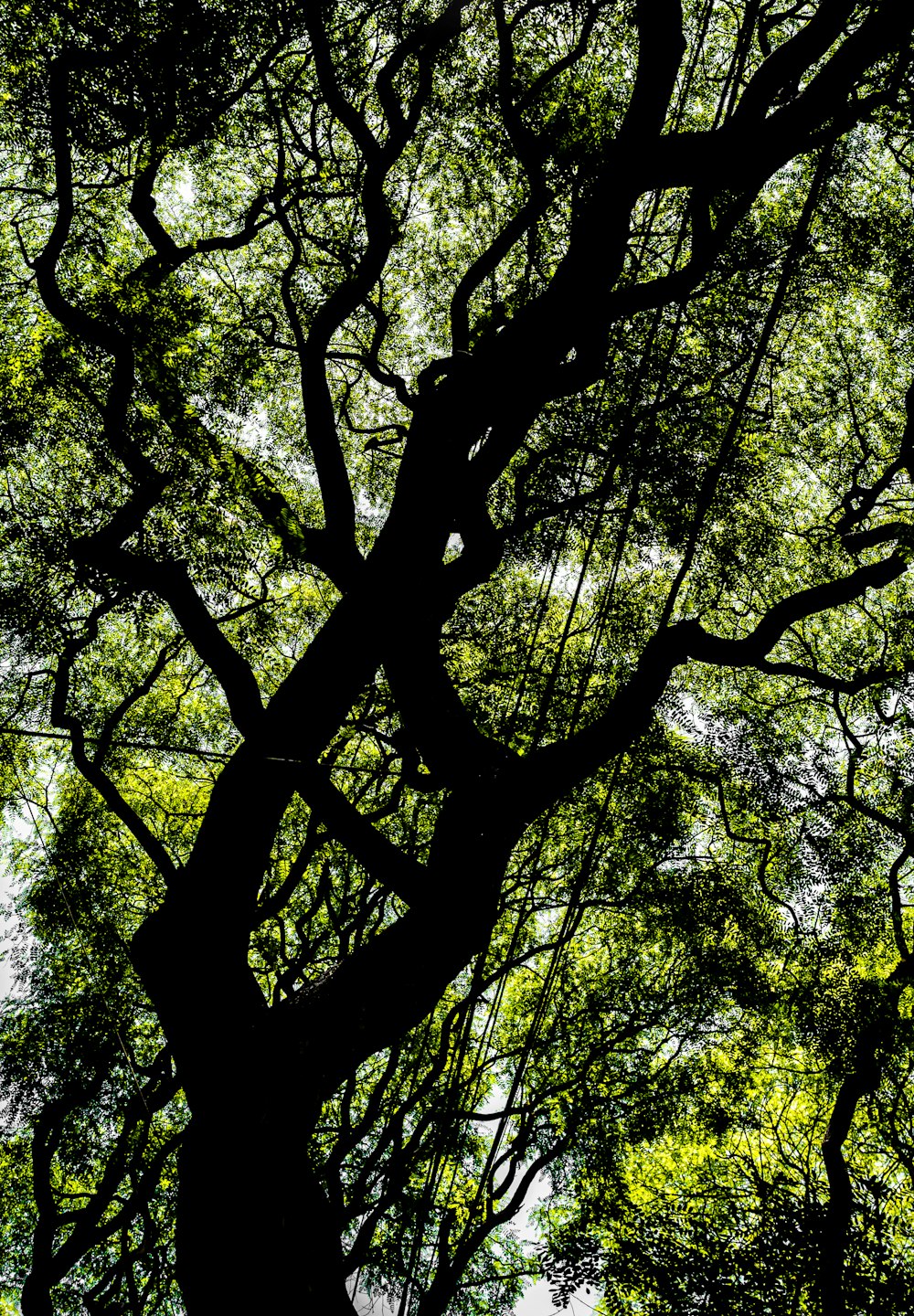 a large tree with lots of green leaves