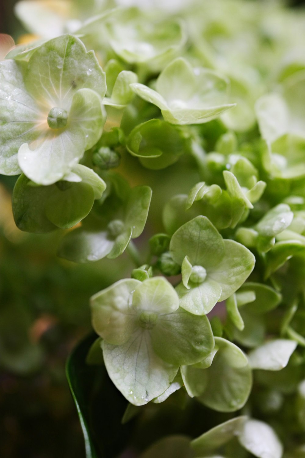 a close up of a plant with green leaves