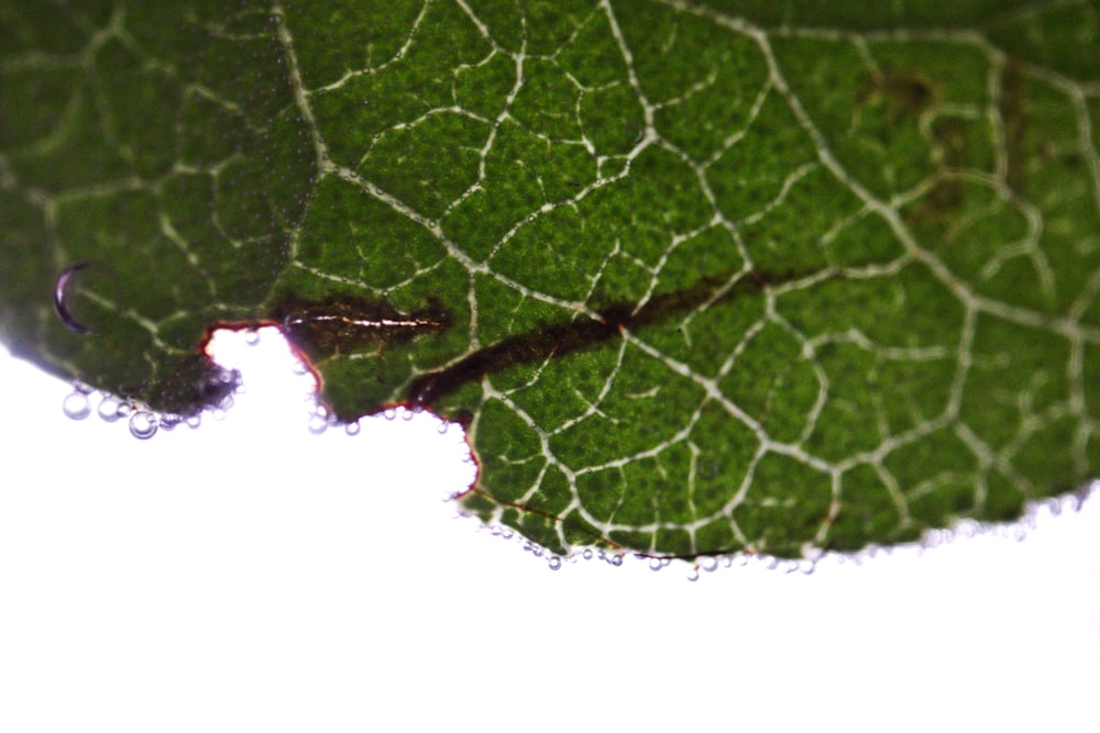 a close up of a green leaf with drops of water on it