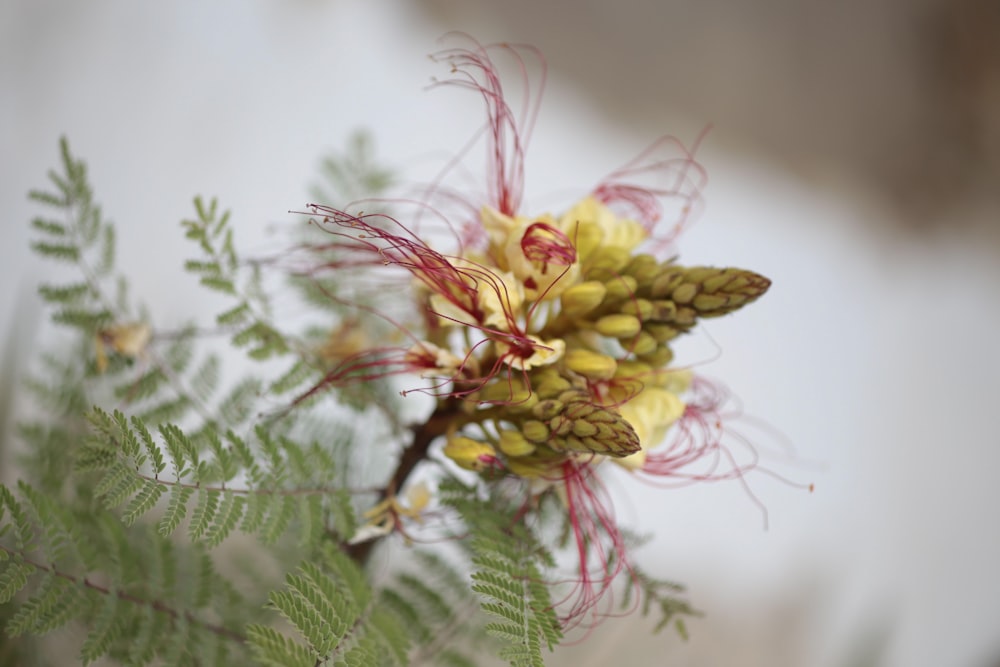 a close up of a flower on a tree branch