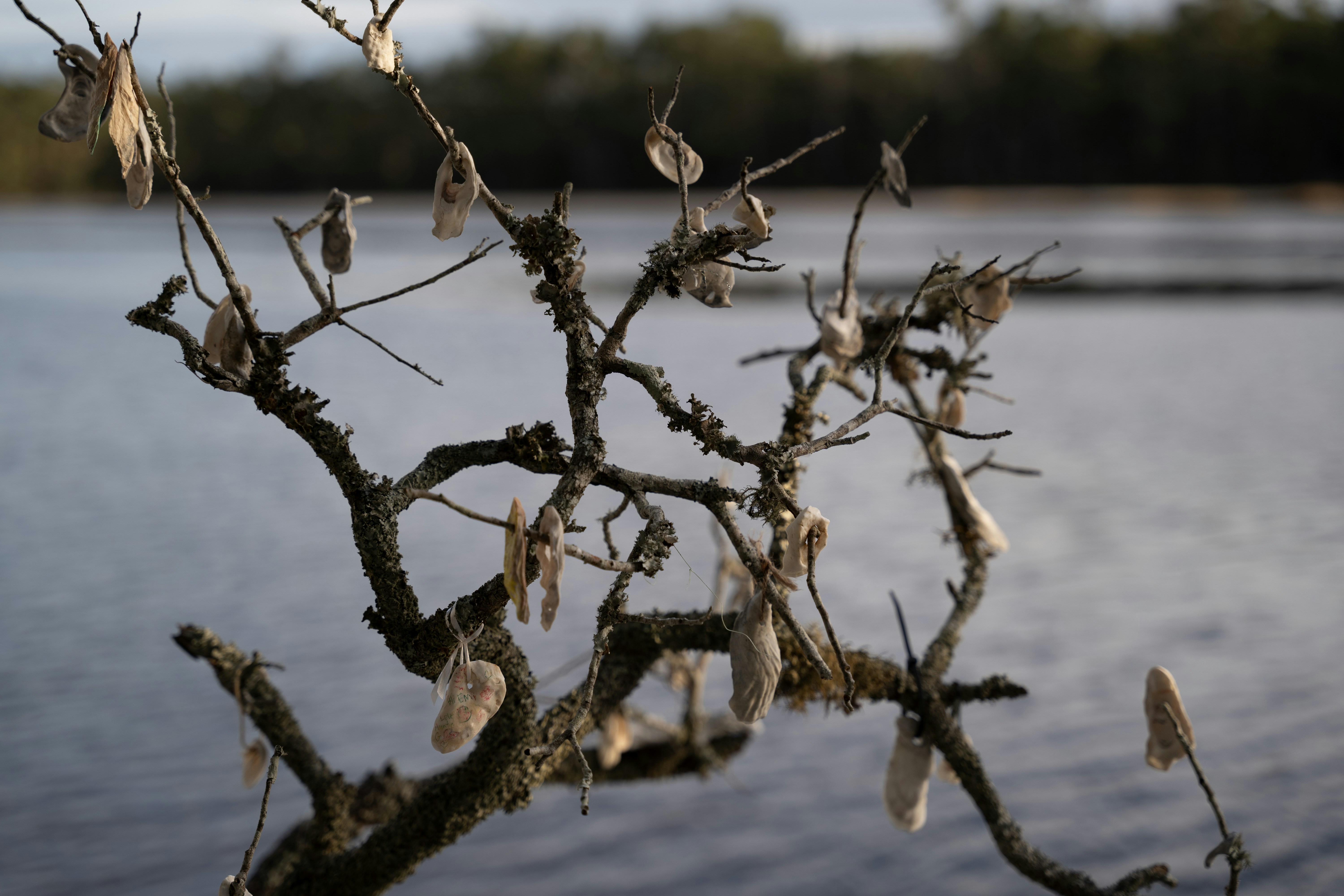 a tree branch with a bunch of leaves on it