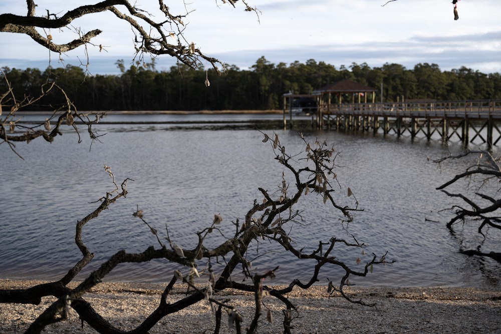 a body of water with a wooden bridge in the background