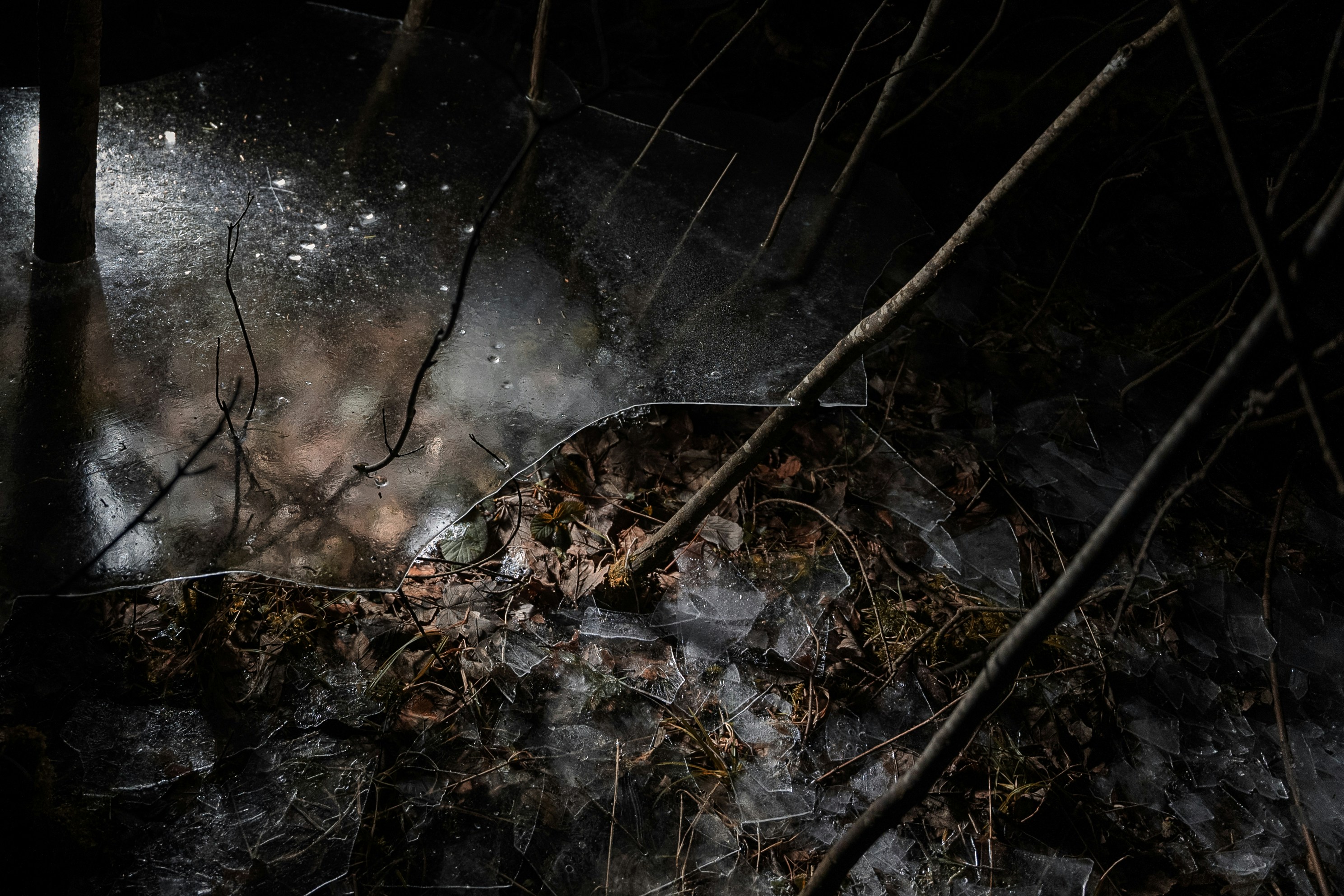 a bunch of branches and ice on the ground