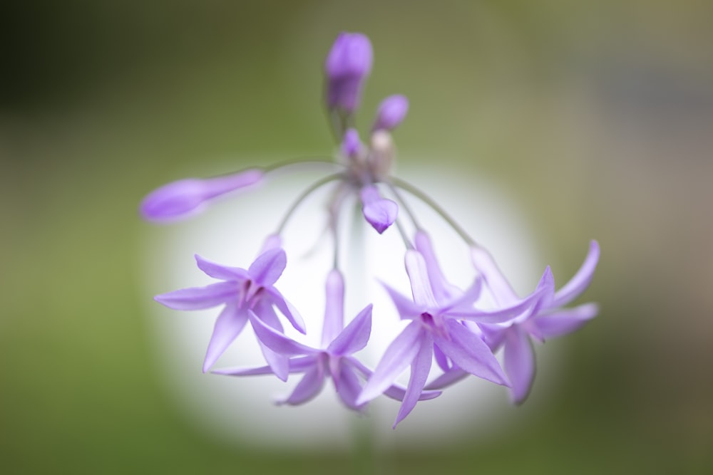 un gros plan d’une fleur violette avec un arrière-plan flou