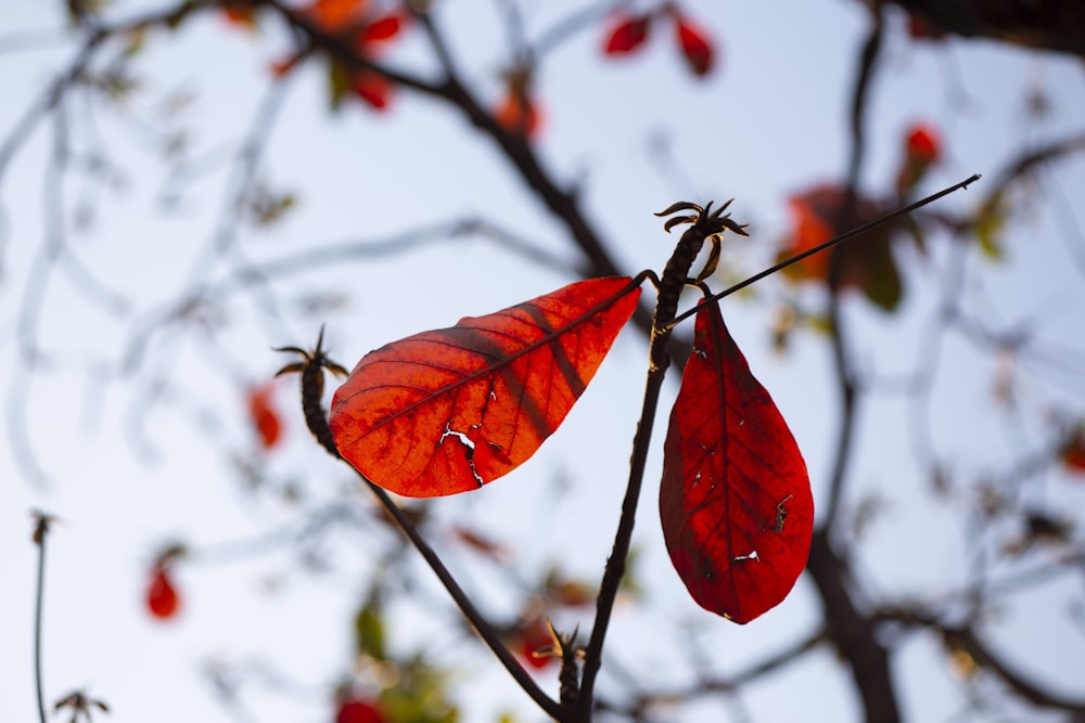 une feuille rouge suspendue à une branche d’arbre