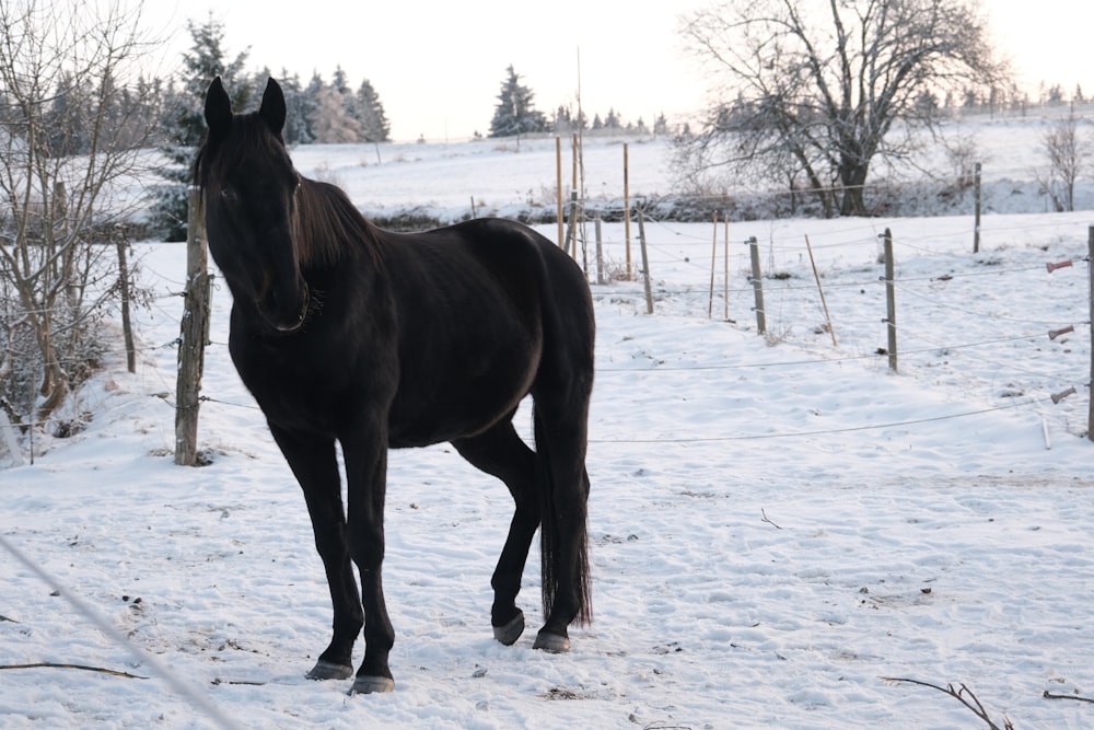 a black horse standing in a snowy field