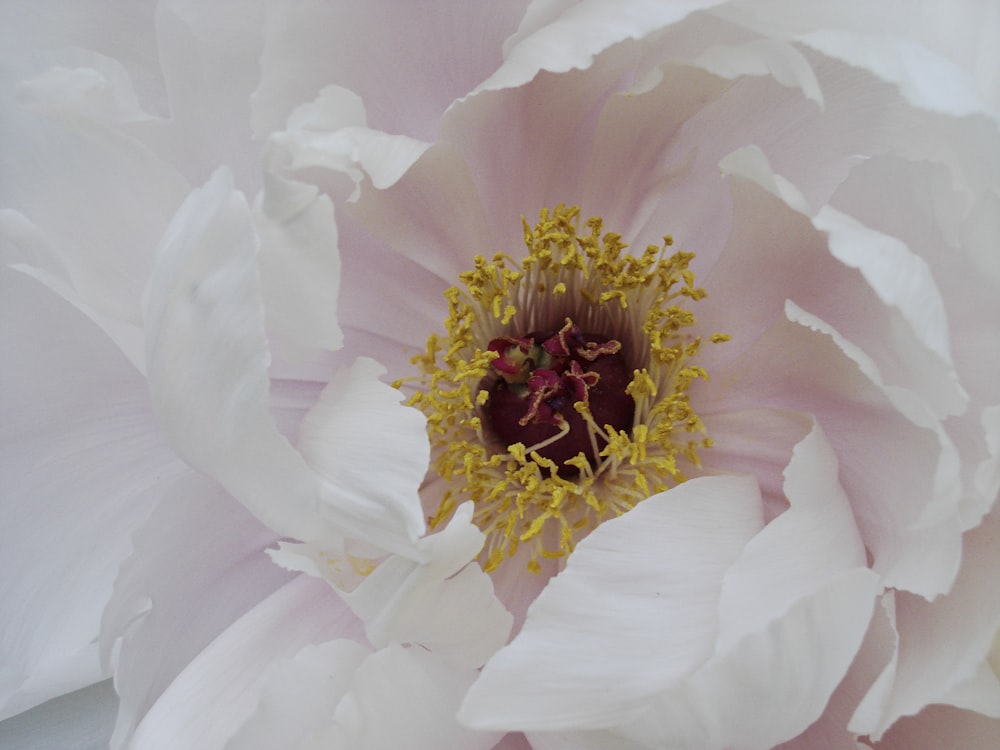 a large white flower with a yellow center