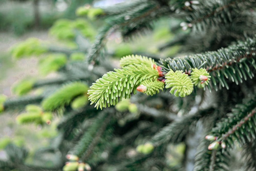 a branch of a pine tree with cones