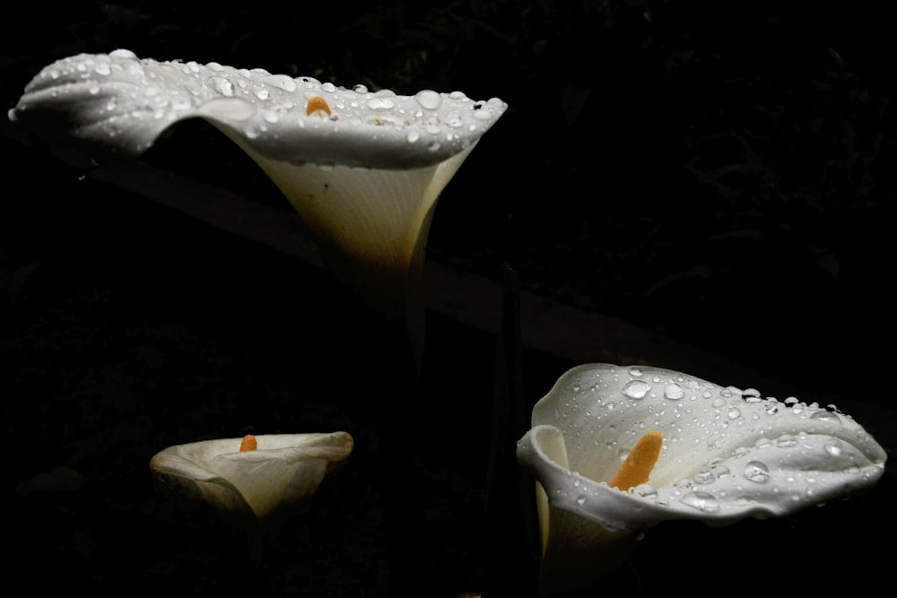 dos flores blancas con gotas de agua sobre ellas