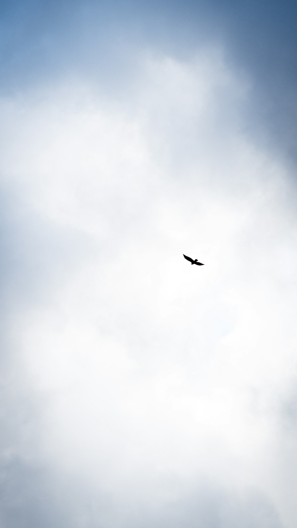 a bird flying through a cloudy blue sky