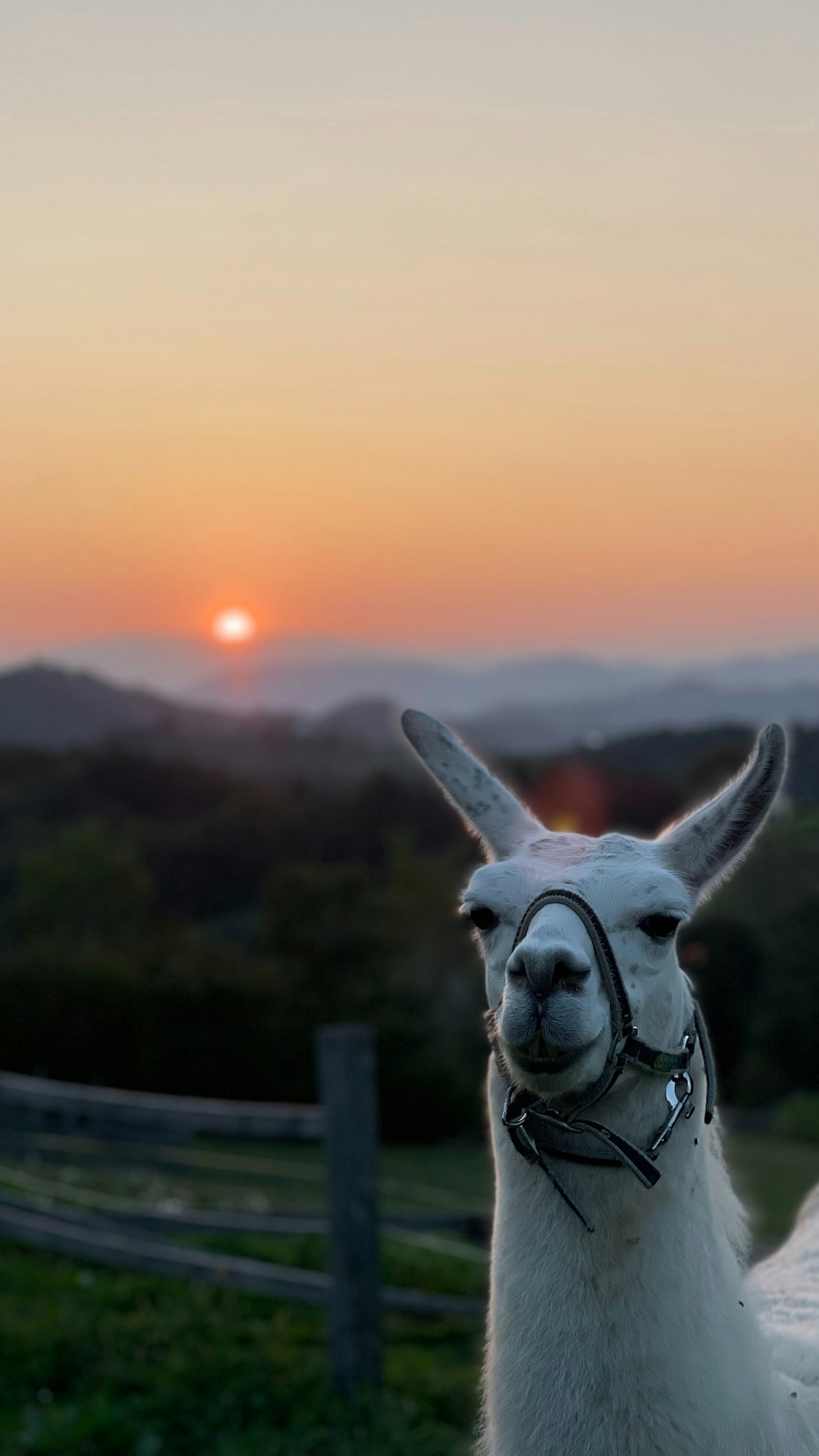 a llama in a field with a sunset in the background