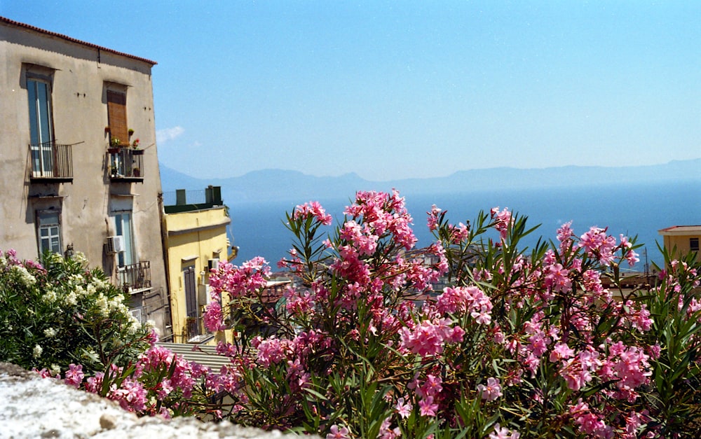 a view of a building and some pink flowers