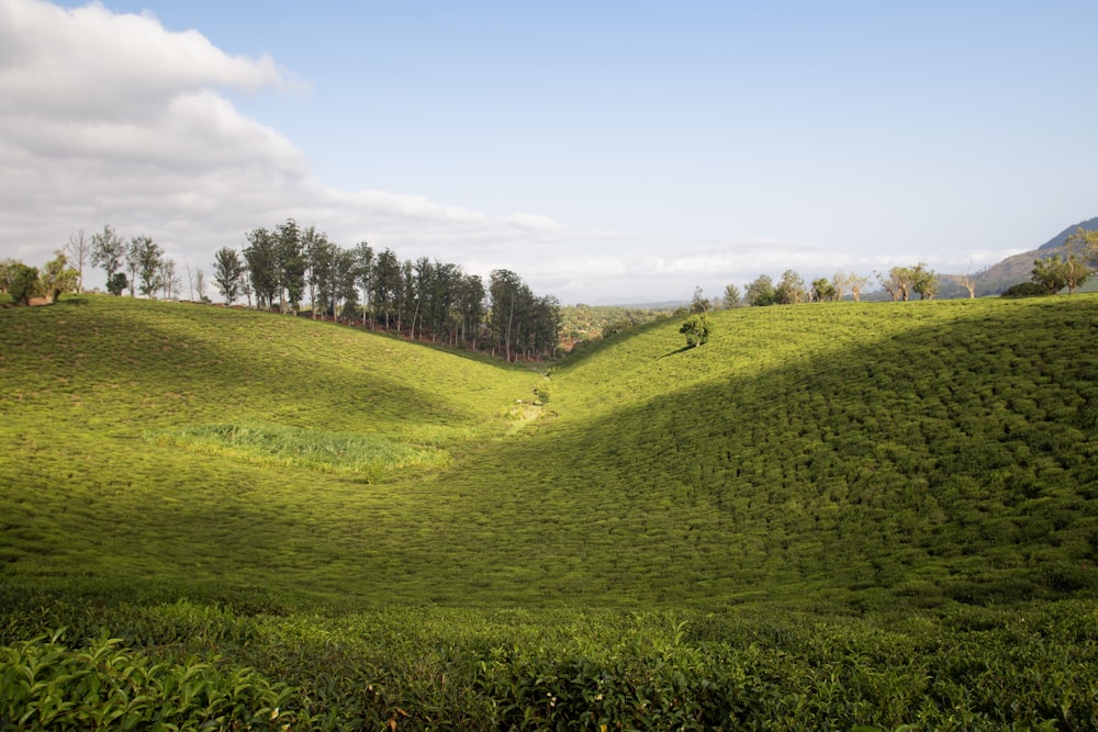 a lush green hillside covered in lots of grass