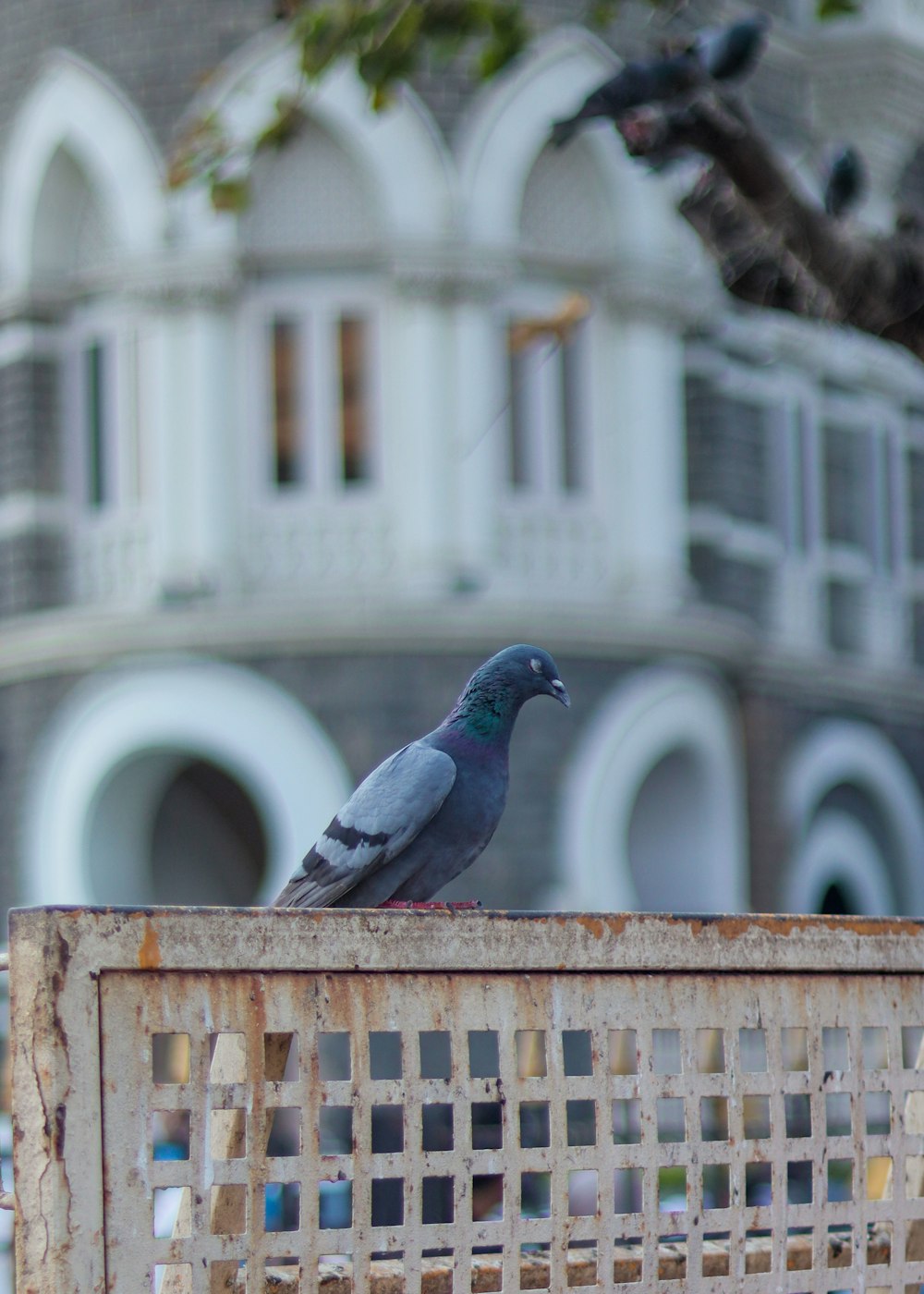 a pigeon sitting on top of a rusted metal bench