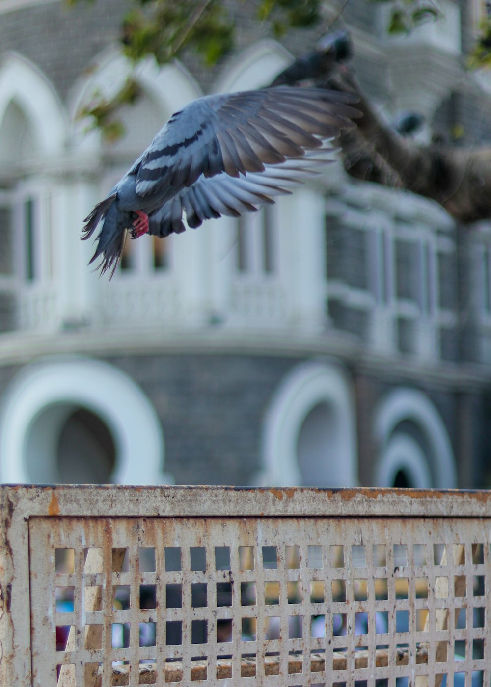 a bird that is flying over a fence