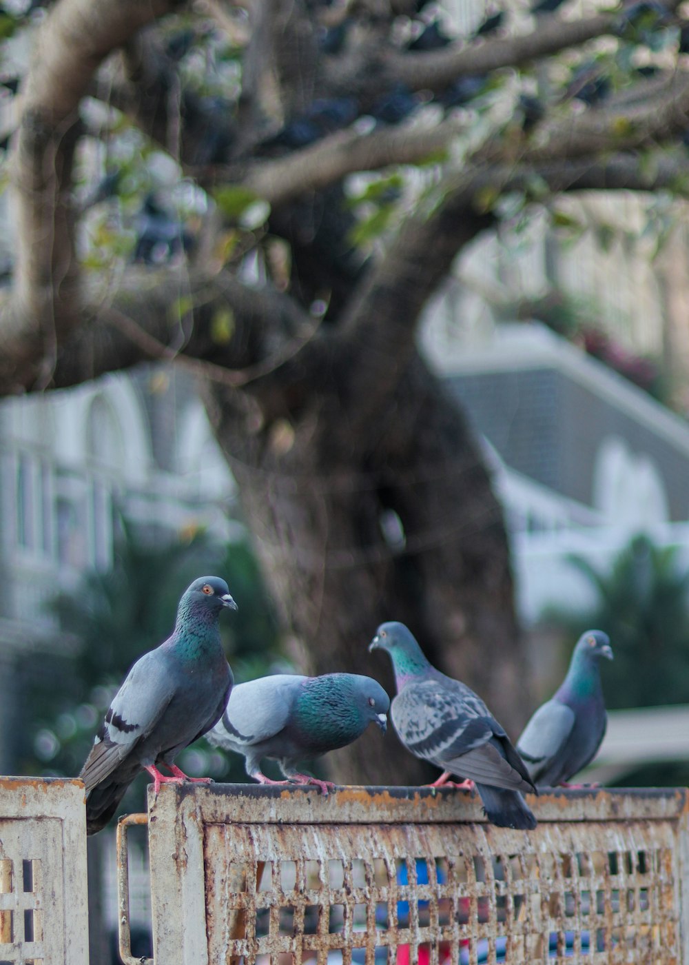Eine Gruppe von Tauben, die auf einem Käfig sitzen