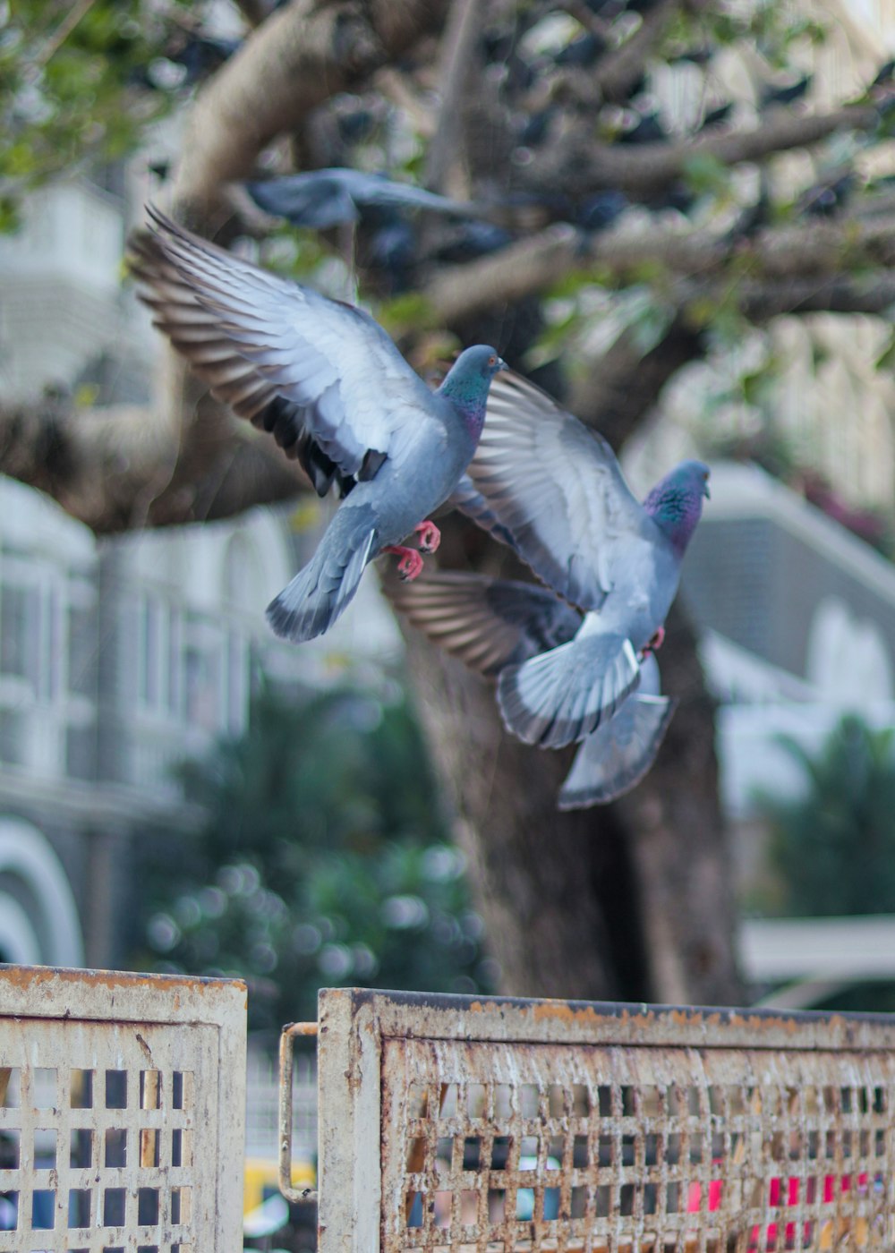 a couple of birds that are flying over a fence