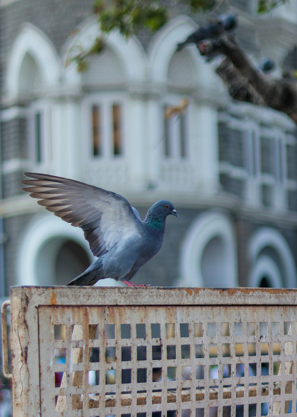 a bird that is sitting on top of a cage