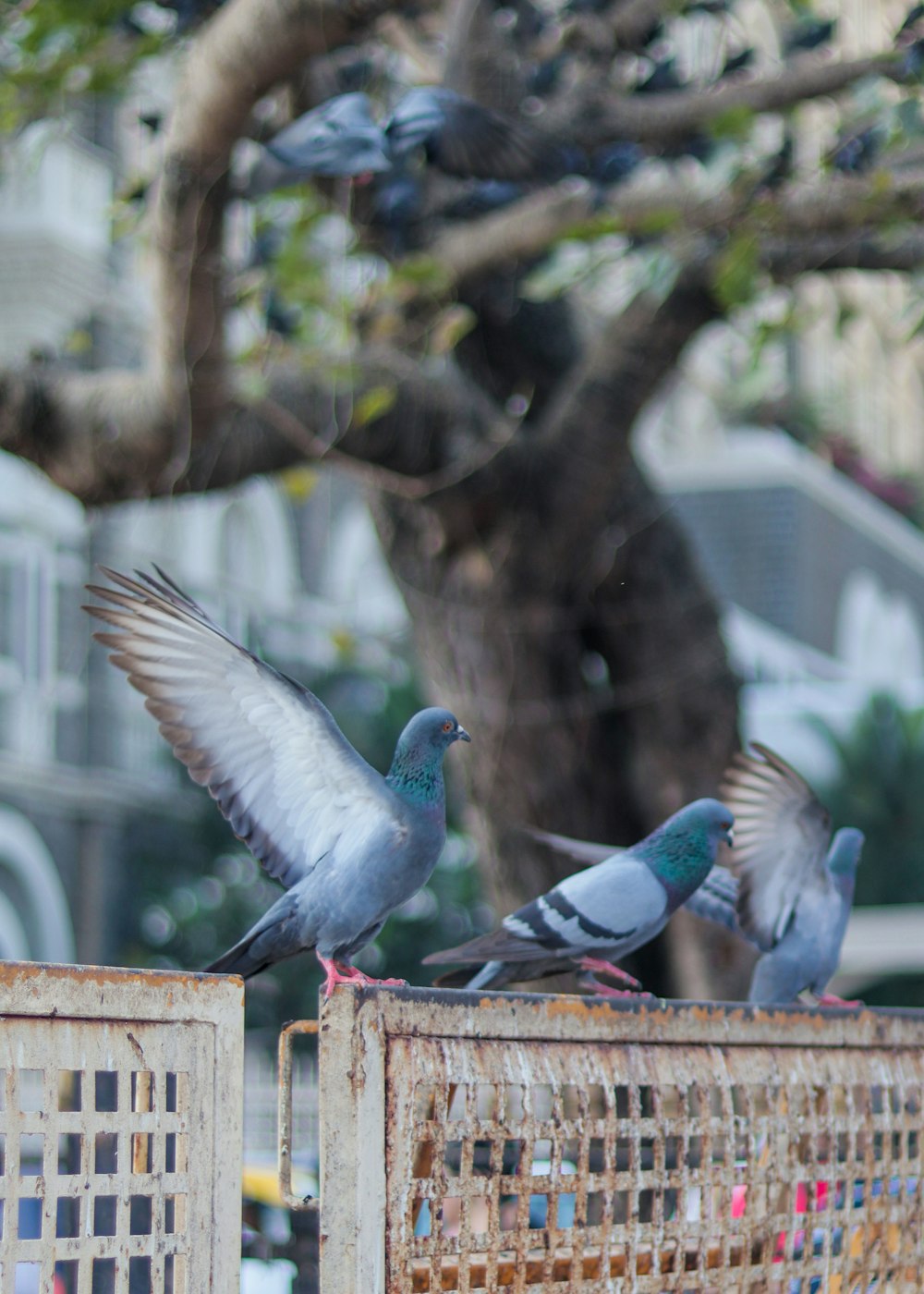 a flock of birds sitting on top of a cage