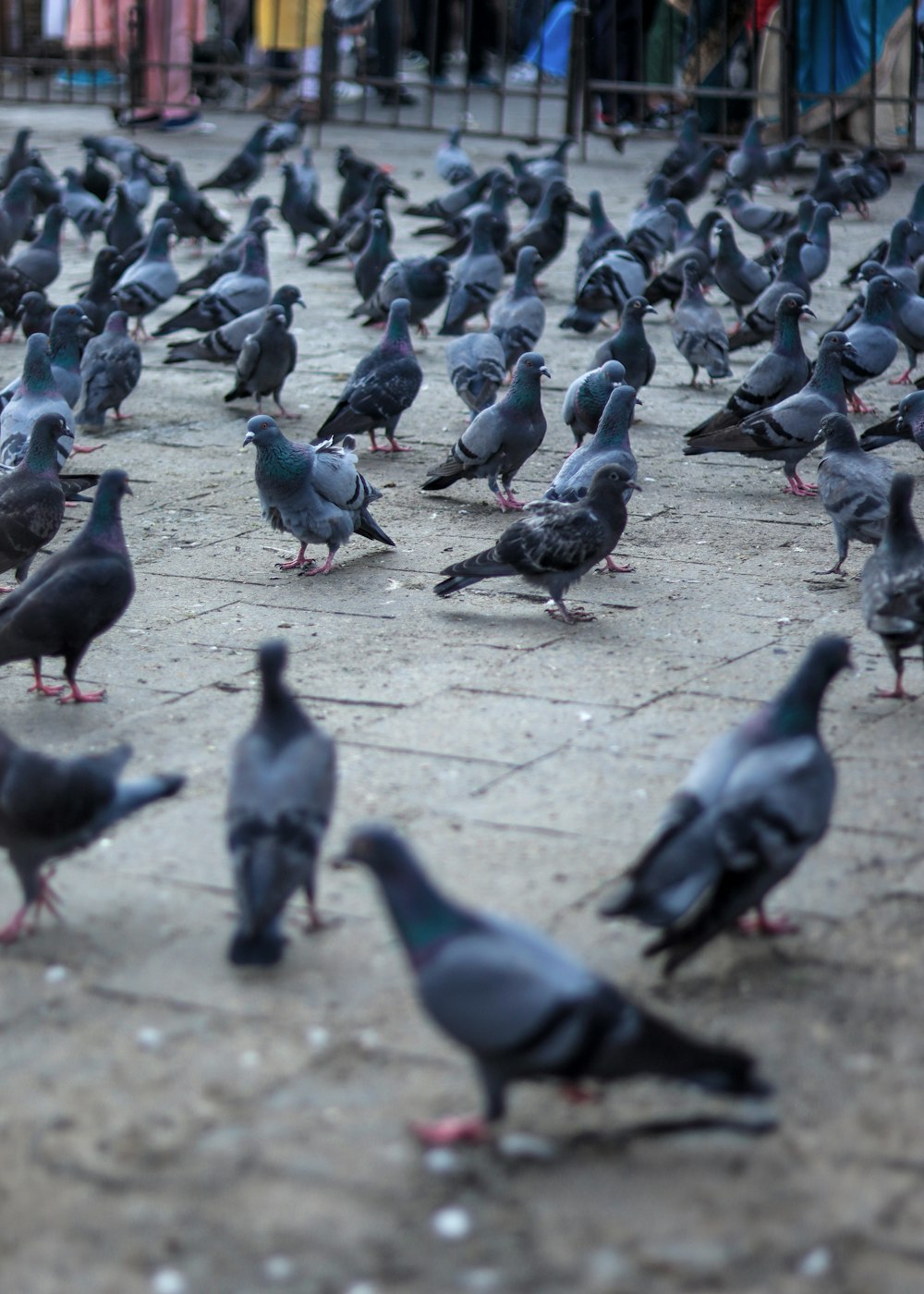 a flock of pigeons standing on the ground