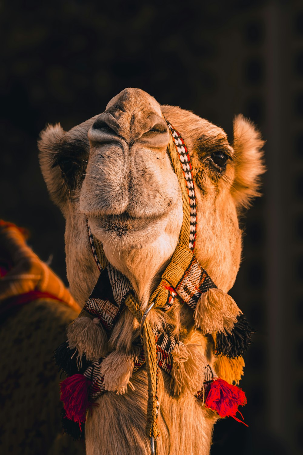a close up of a camel wearing a headdress