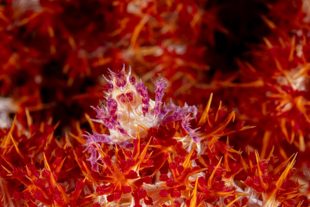 a close up of a bunch of red and white flowers