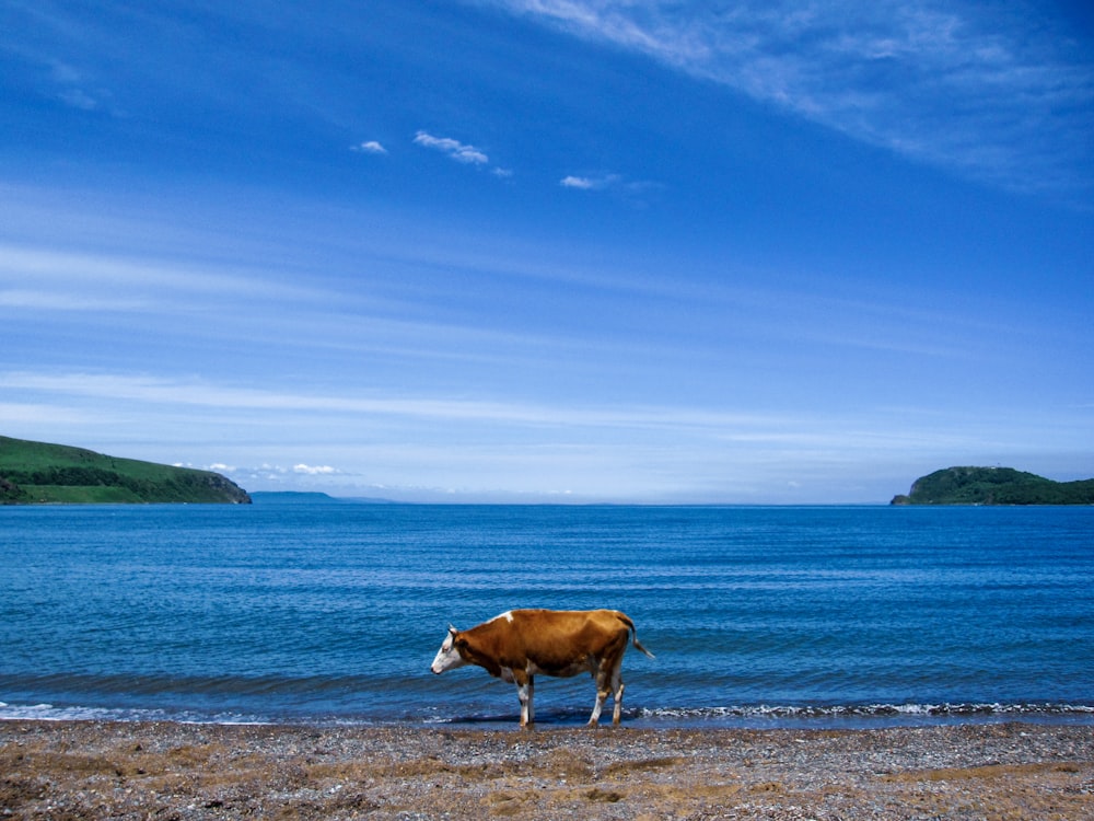 a brown cow standing on top of a sandy beach