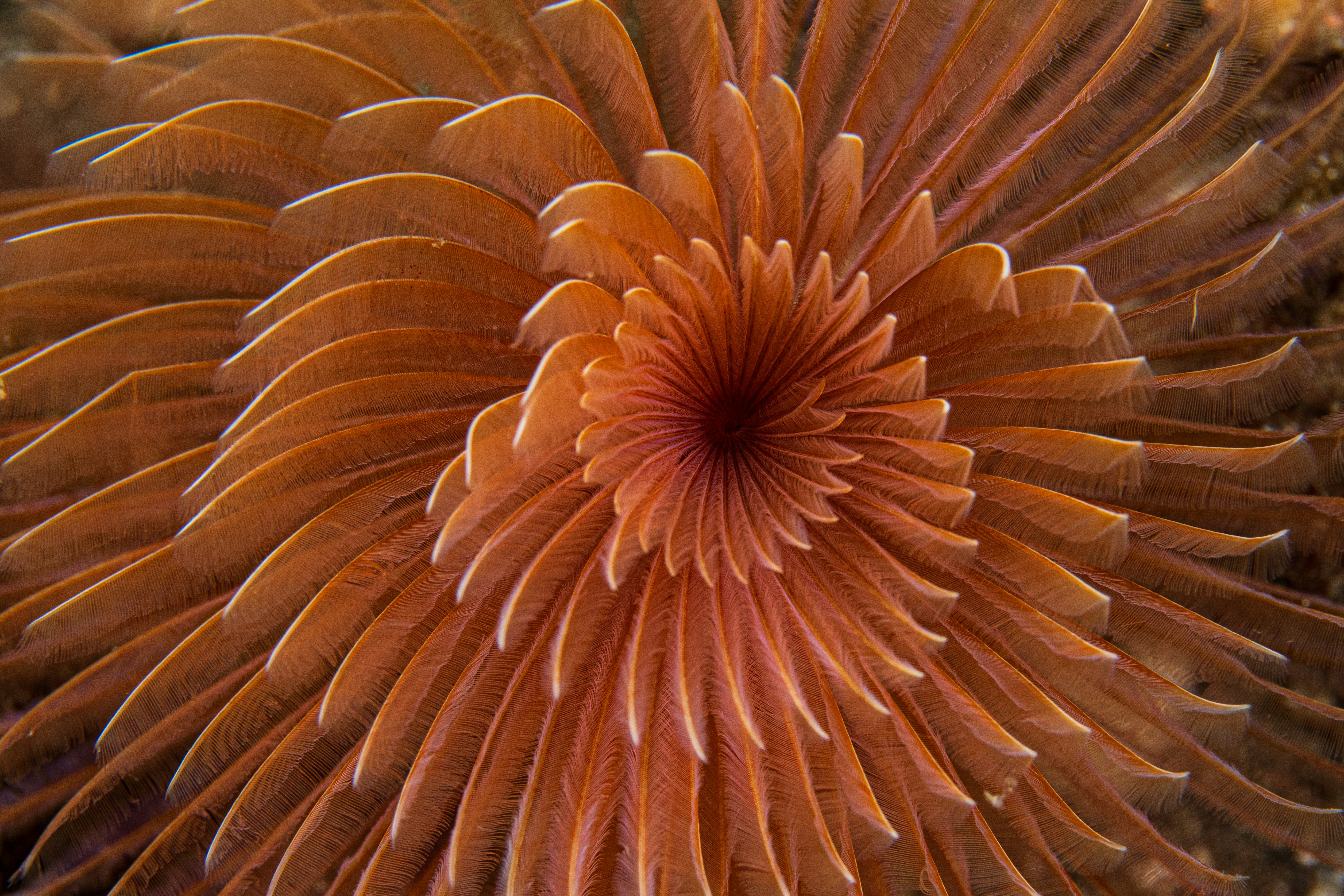 Photo by pascalvendel