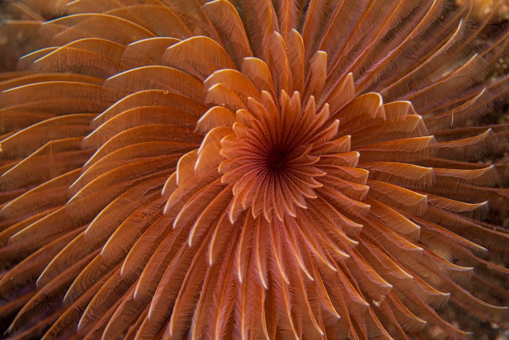 a close up of an orange flower on a coral