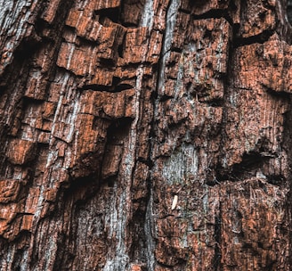 a close up of the bark of a tree