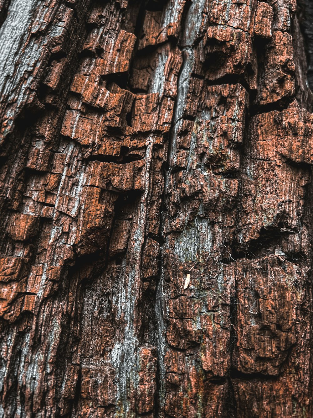 a close up of the bark of a tree