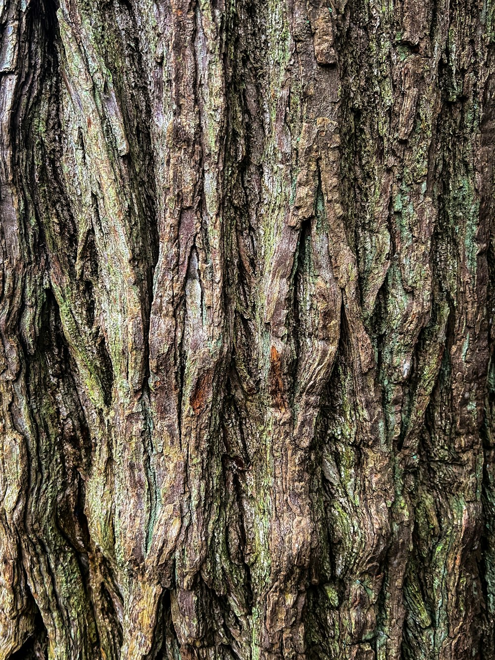 a close up of a tree trunk with green moss