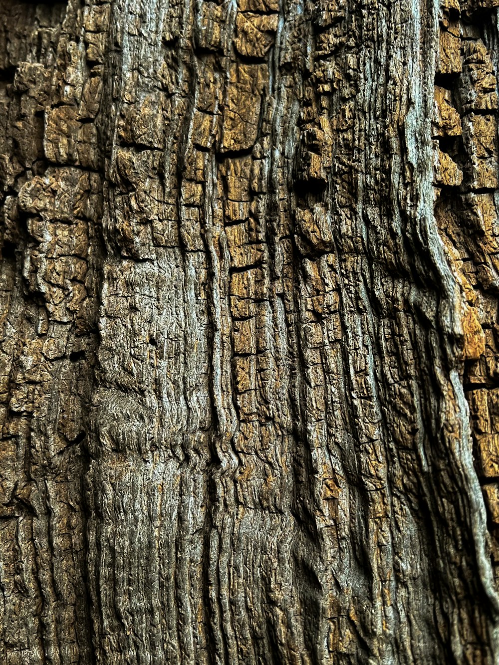 a close up of the bark of a tree