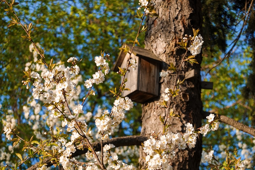 a birdhouse hanging from a tree with white flowers