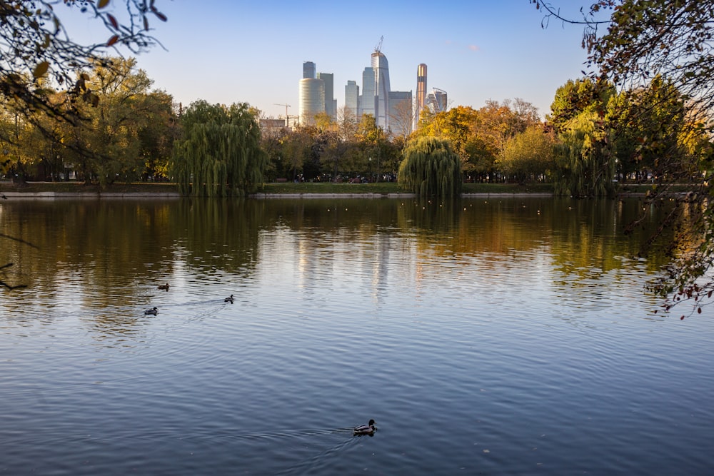 ducks swimming in a pond with a city in the background