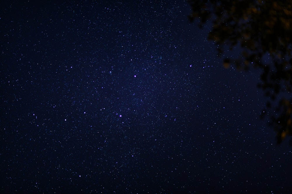 um céu noturno com estrelas e uma árvore