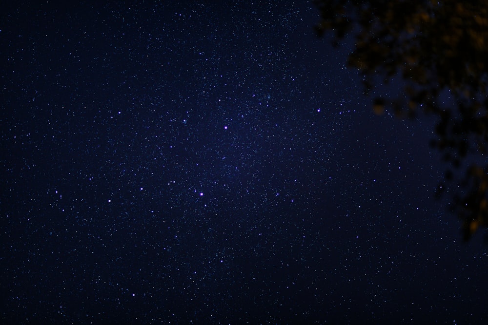 a night sky with stars and a tree