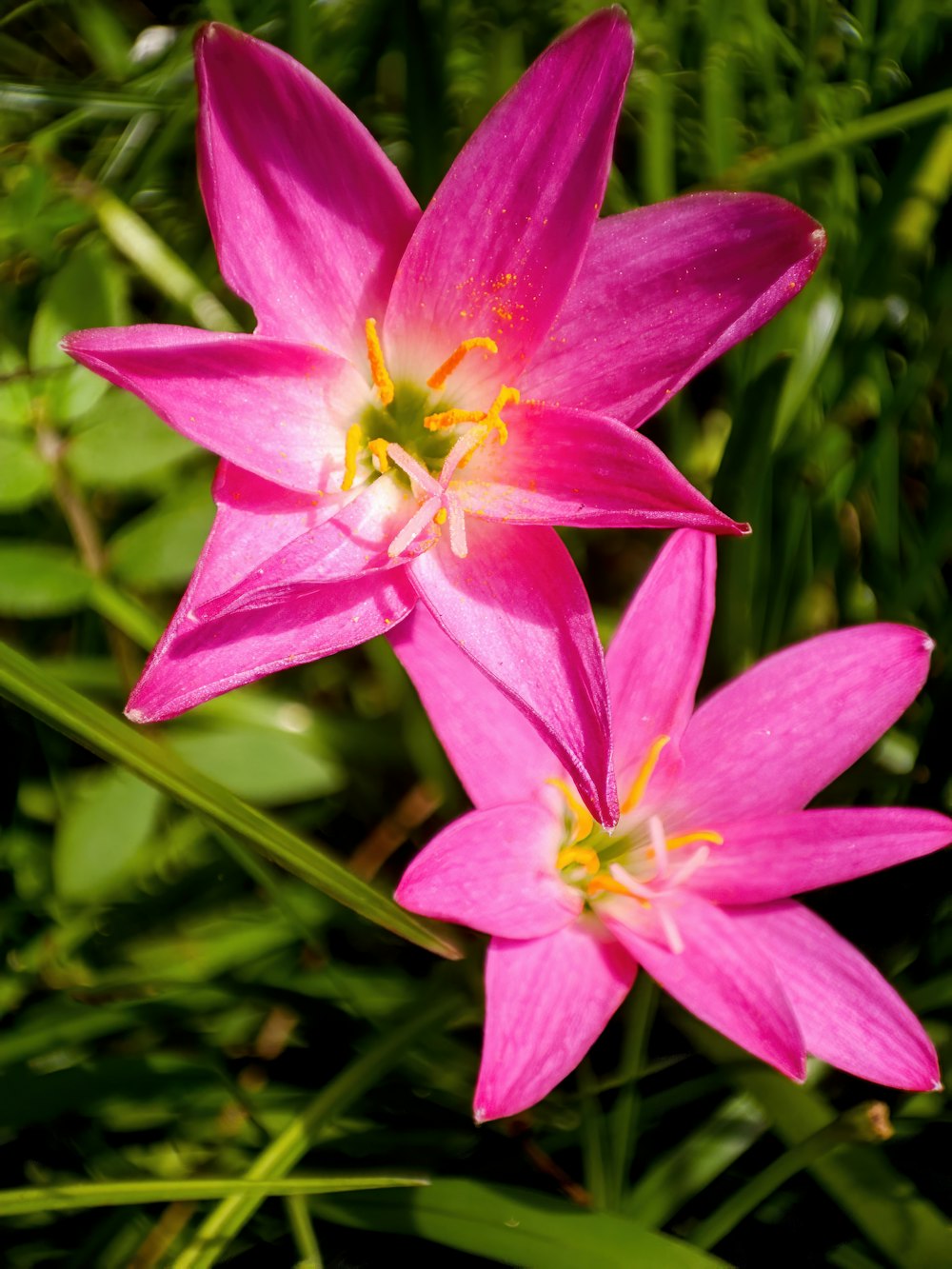 a couple of pink flowers sitting on top of a lush green field