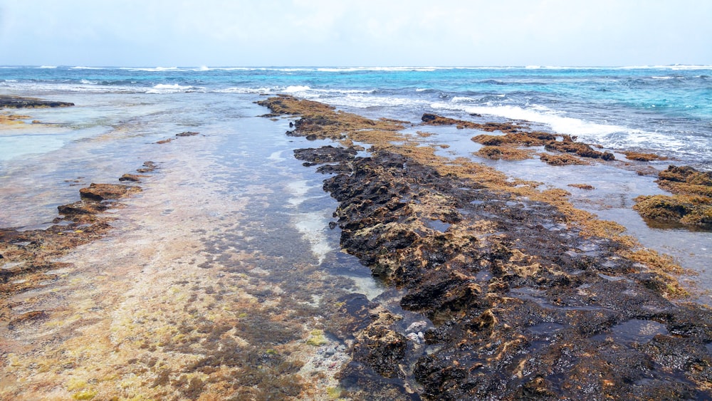 a rocky beach with seaweed on the shore