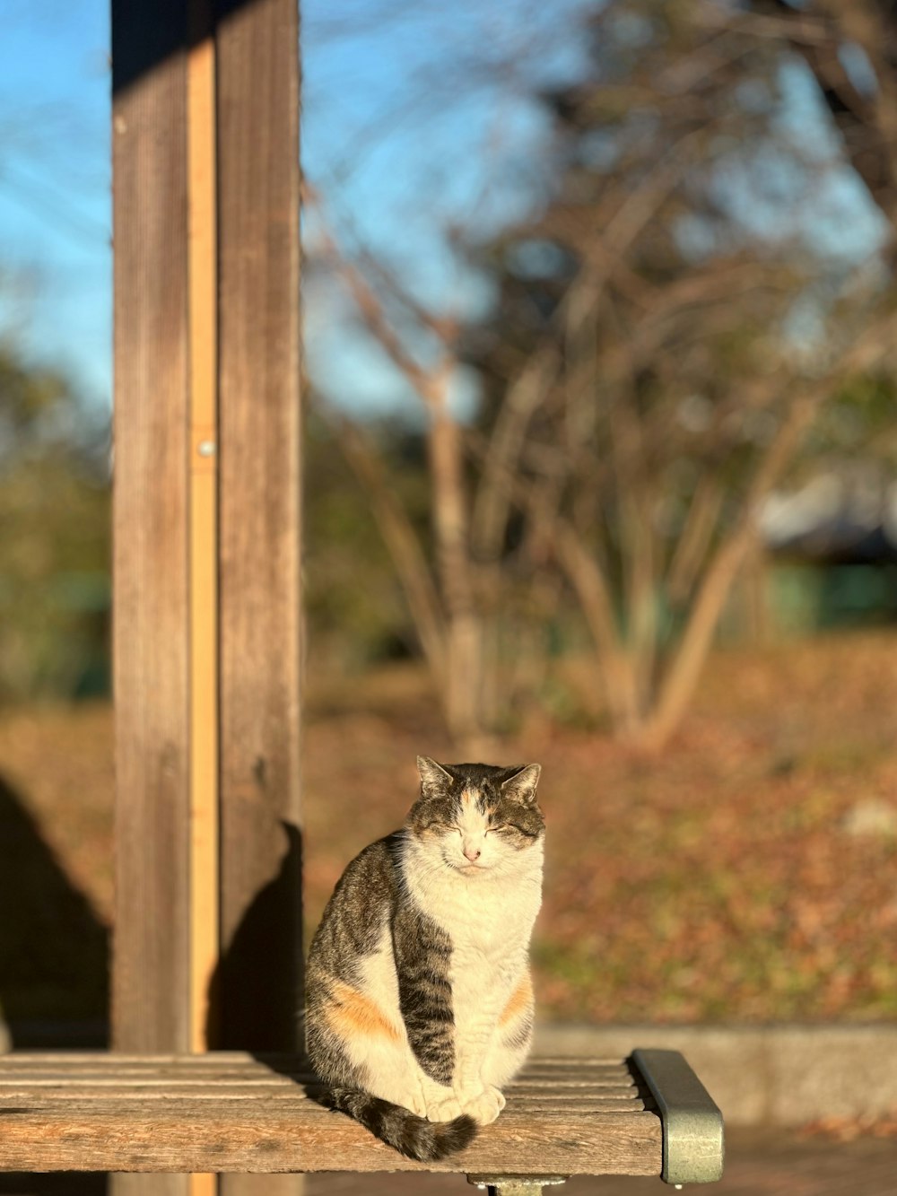 a cat sitting on top of a wooden bench