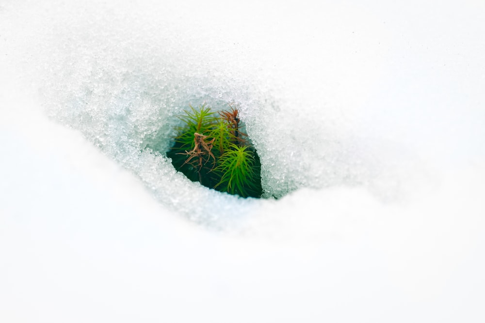 a small green plant sticking out of the snow