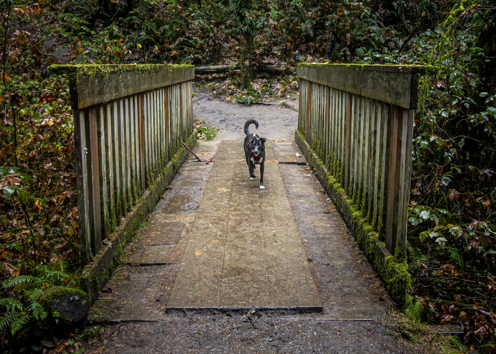 a black cat walking across a wooden bridge