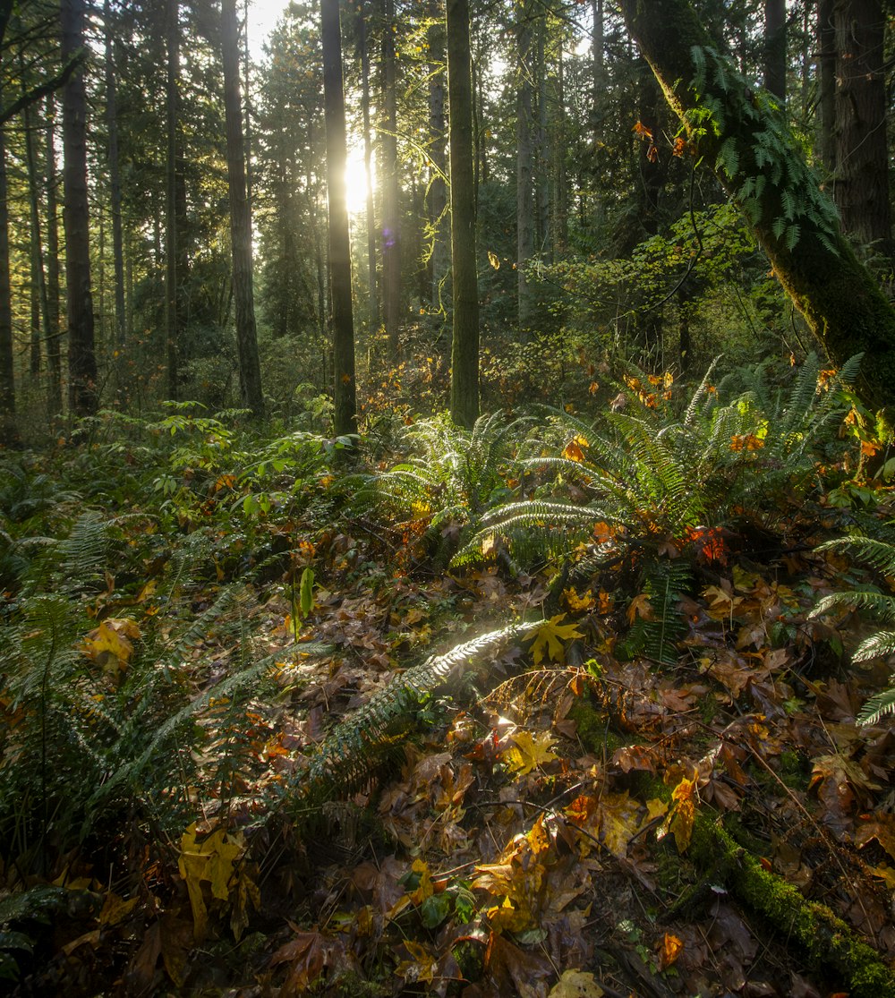 the sun shines through the trees in the forest