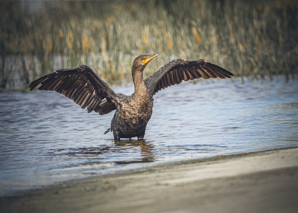 a bird that is standing in some water