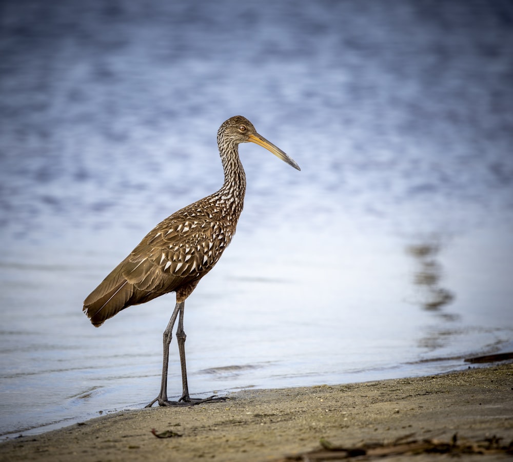 a bird is standing on the sand by the water