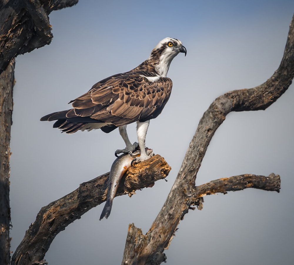 a large bird perched on top of a tree branch