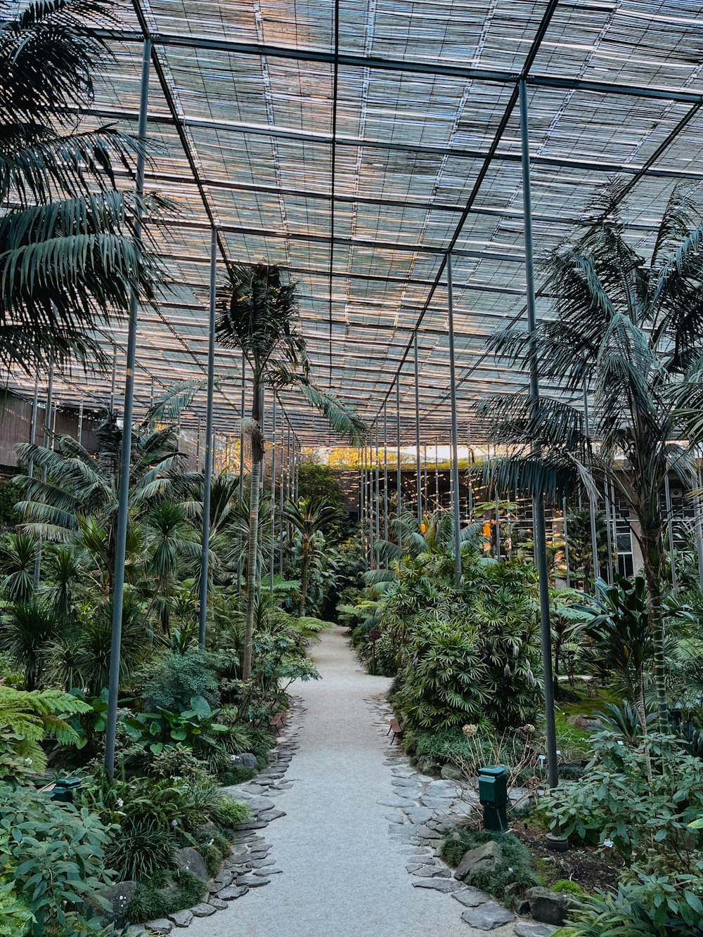 a walkway in the middle of a tropical garden